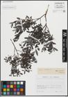 Foto von Salix repens L.